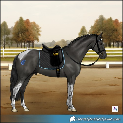 Horse Color:Gray Black Tobiano 