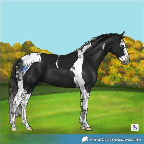 Horse Color:Gray Black Splash Tobiano 