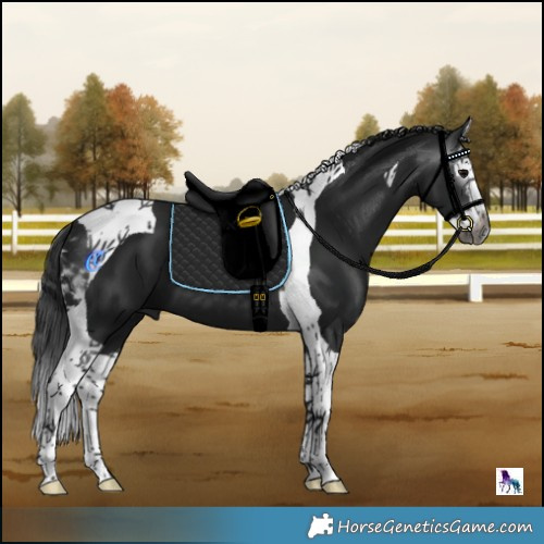 Horse Color:Gray Black Splash Tobiano 