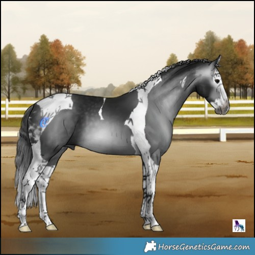 Horse Color:Gray Black Splash Tobiano 