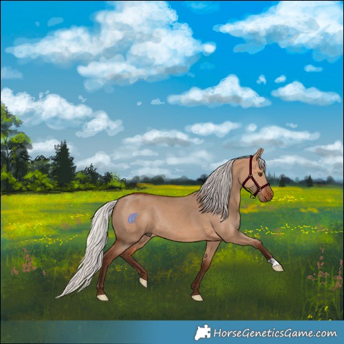 Horse Color:Silver Bay Dun Rabicano 
