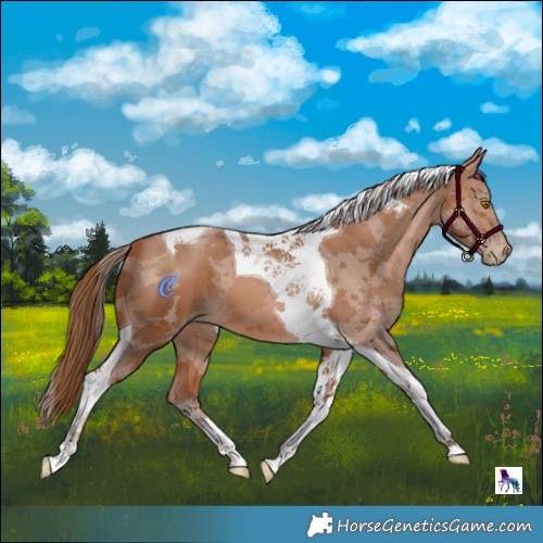 Horse Color:Brown Pearl Merle Tobiano 