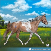 Horse Color:Brown Pearl Merle Tobiano