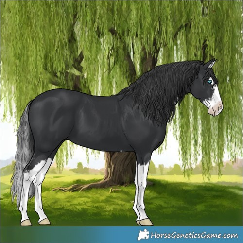 Horse Color:Black Sabino Splash 