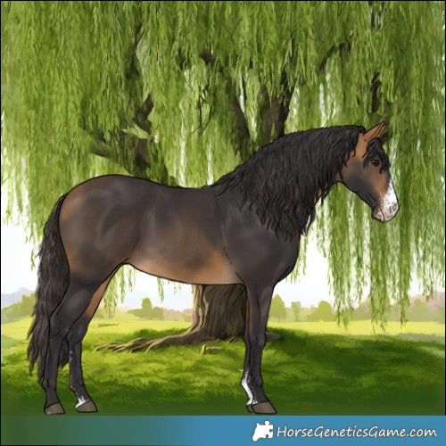 Horse Color:Buckskin Sabino