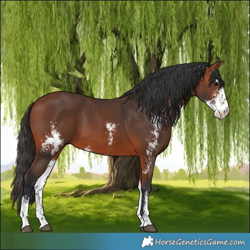 Horse Color:Bay Sabino 