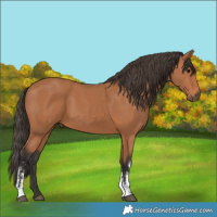 Horse Color:Bay Sabino 