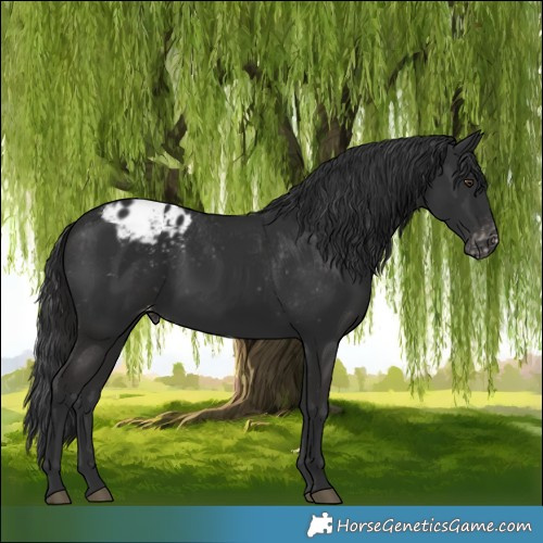 Horse Color:Liver Chestnut Appaloosa 