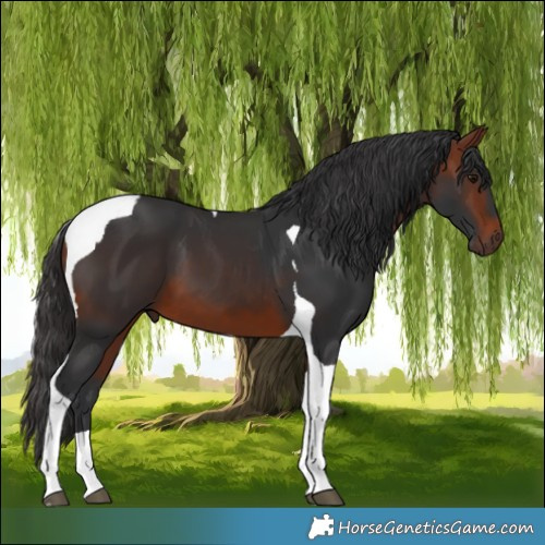 Horse Color:Bay Tobiano 