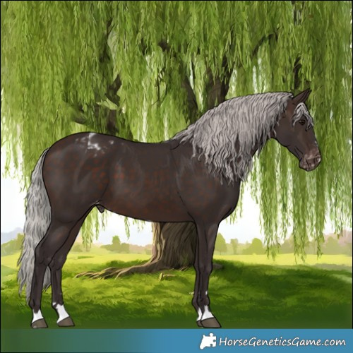 Horse Color:Silver Brown Appaloosa 