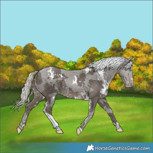 Horse Color:White Spotted Silver Smoky Black Merle Appaloosa 