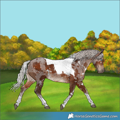 Horse Color:White Spotted Silver Brown Merle Tobiano 