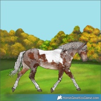 Horse Color:White Spotted Silver Brown Merle Tobiano 