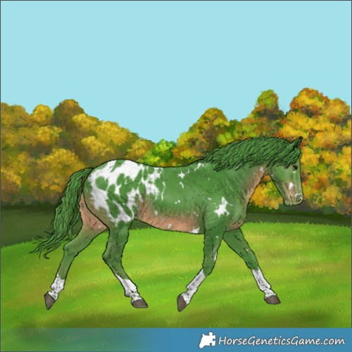 Horse Color:Watercolor White Spotted Smoky Black Tobiano Appaloosa 