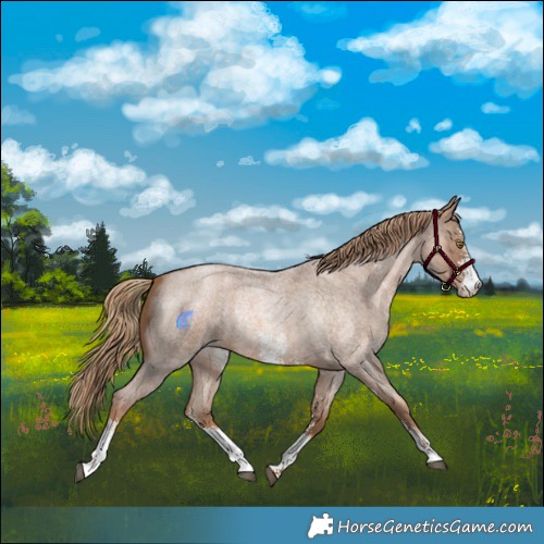 Horse Color:Liver Red Roan Pearl Sabino 