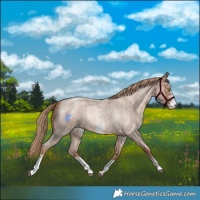 Horse Color:Liver Red Roan Pearl Sabino 