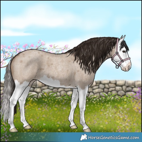 Horse Color:Liver Red Dun Roan Splash 