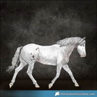 Horse Color:Silver Brown Merle Splash Tobiano Near Leopard 