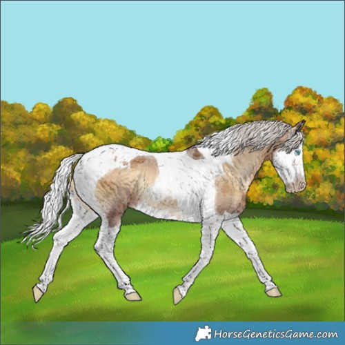 Horse Color:Gray Silver Perlino Onyx Merle Splash Tobiano Appaloosa 