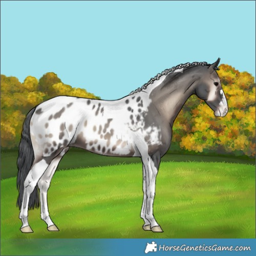 Horse Color:Blue Onyx Merle Tobiano Appaloosa 