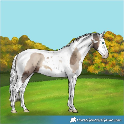Horse Color:Silver Blue Onyx Merle Splash Tobiano Appaloosa 