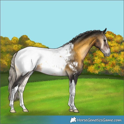 Horse Color:Gray Silver Buckskin Onyx Tobiano Appaloosa 