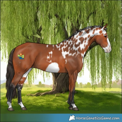 Horse Color:Bay Frame Skewed LP Spotted 