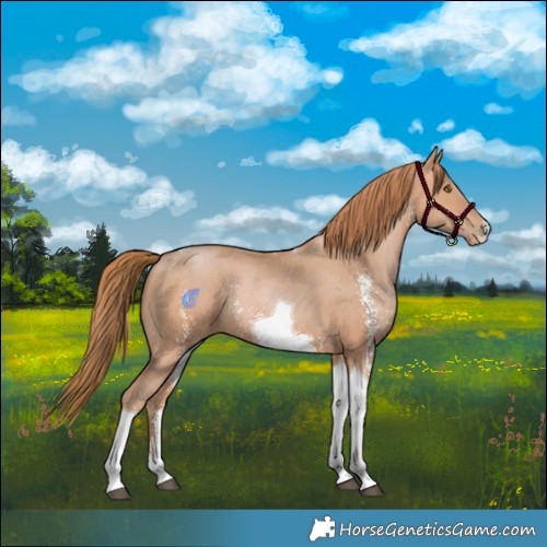 Horse Color:Bay Pearl Sabino Tobiano Rabicano