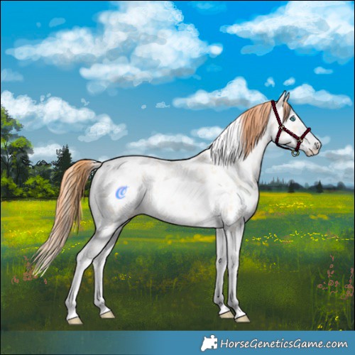 Horse Color:Amber Champagne Pearl Dun Sabino Tobiano Appaloosa Rabicano 