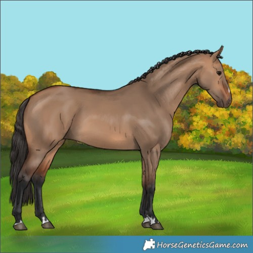 Horse Color:Bay Dun 