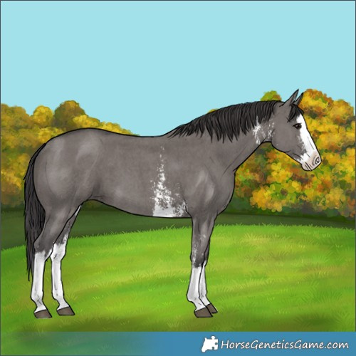 Horse Color:Smoky Grullo Sabino Splash