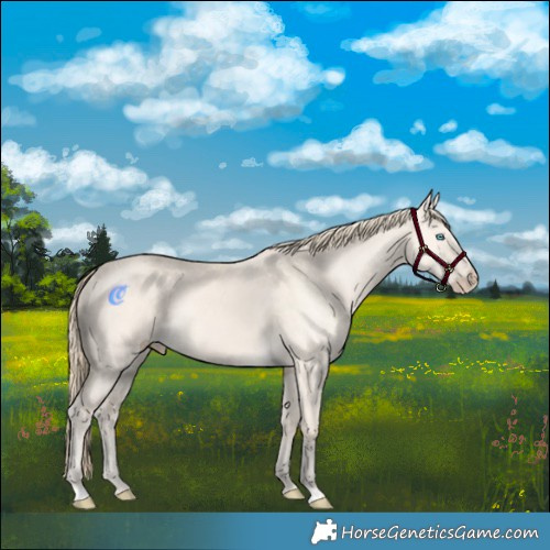 Horse Color:Perlino Dun 