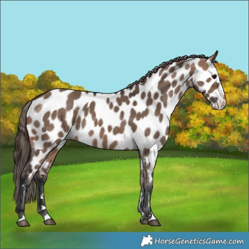 Horse Color:Brown Dun Near Leopard