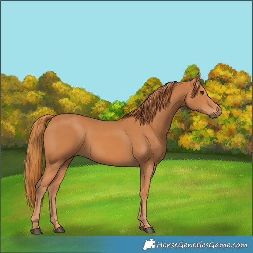 Horse Color:Chestnut 