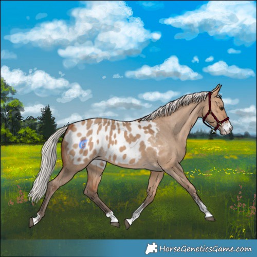 Horse Color:Silver Bay Dun Sabino Appaloosa 