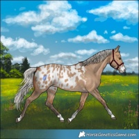 Horse Color:Silver Bay Dun Sabino Appaloosa 