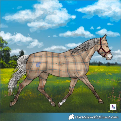 Horse Color:Plaid  Silver Bay Dun Sabino 