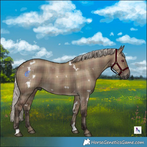 Horse Color:Gray Plaid  White Spotted Silver Grullo 