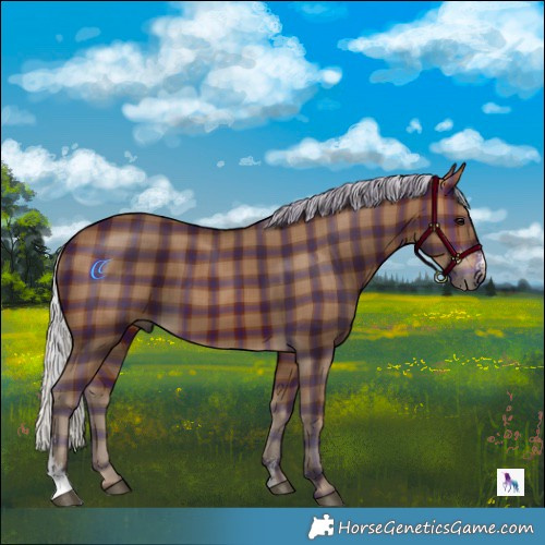 Horse Color:Plaid  Silver Brown Sabino 