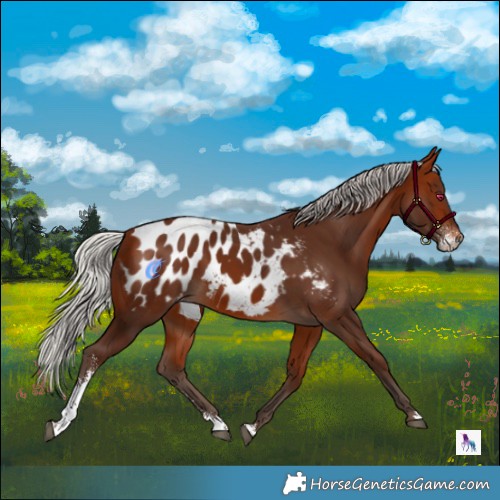 Horse Color:Silver Bay Sabino Appaloosa 