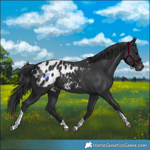 Horse Color:Black Tobiano Appaloosa 