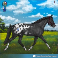 Horse Color:Black Tobiano Appaloosa