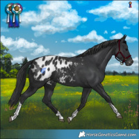 Horse Color:Black Tobiano Blanket 