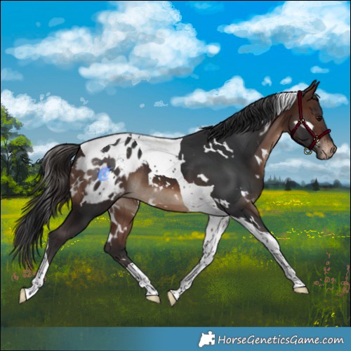 Horse Color:White Spotted Brown Tobiano Appaloosa 