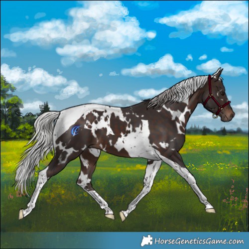 Horse Color:White Spotted Silver Brown Tobiano 