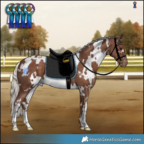 Horse Color:White Spotted Silver Black Appaloosa