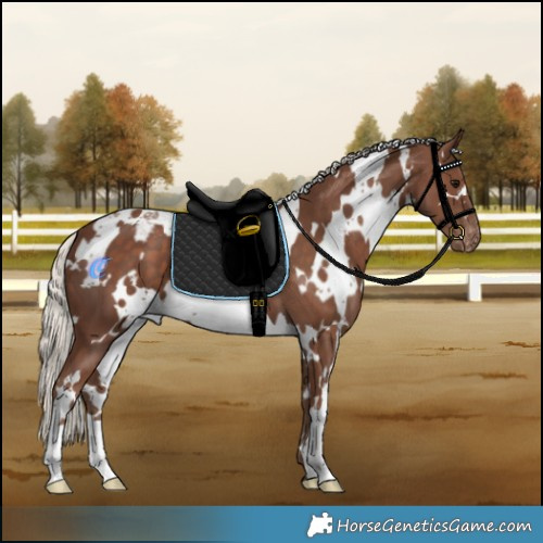 Horse Color:White Spotted Silver Black Appaloosa 