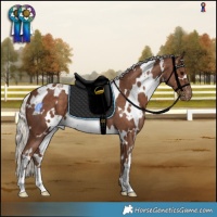 Horse Color:White Spotted Silver Black Appaloosa 