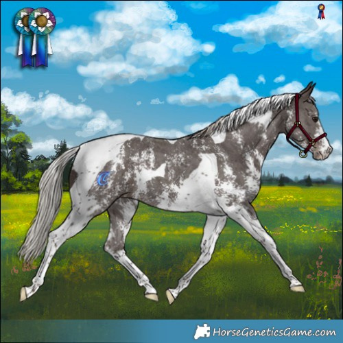 Horse Color:Silver Black Sabino Tobiano 