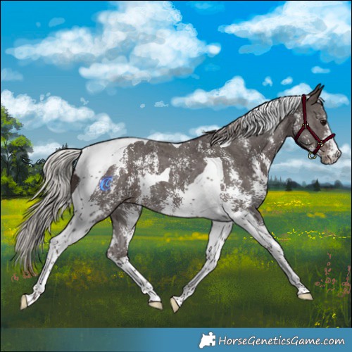 Horse Color:Silver Black Sabino Tobiano